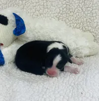 Monica - black tri , a female Australian Shepherd for sale in Warrenton, MO – 1 of 8