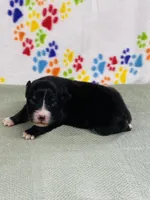 Jake - black tri, a male Australian Shepherd for sale in Warrenton, MO – 3 of 5