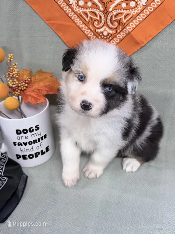 June - blue merle blue eyes – Australian Shepherd puppy for sale in Warrenton, MO