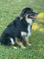 Bruno - black tri male, a male Australian Shepherd for sale in Warrenton, MO – 5 of 6