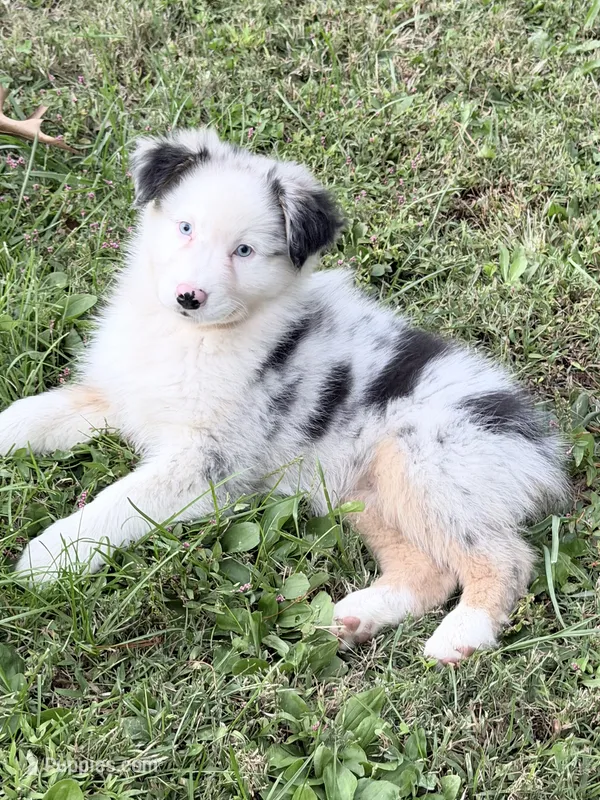 Jo Dee blue merle blue eyes – Australian Shepherd puppy for sale in Warrenton, MO