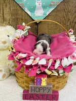 Tulip - Blue Merle, a female Australian Shepherd for sale in Warrenton, MO – Photo 5 of 6