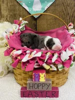 Tulip - Blue Merle, a female Australian Shepherd for sale in Warrenton, MO – Photo 2 of 6