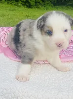 Tulip - Blue Merle blue eyes, a female Australian Shepherd for sale in Warrenton, MO – Photo 2 of 5