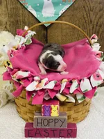 Tulip - Blue Merle, a female Australian Shepherd for sale in Warrenton, MO – Photo 3 of 6