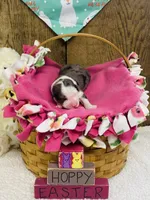 Tulip - Blue Merle, a female Australian Shepherd for sale in Warrenton, MO – Photo 4 of 6