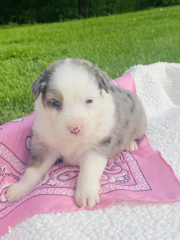 Tulip - Blue Merle blue eyes – Australian Shepherd puppy for sale in Warrenton, MO