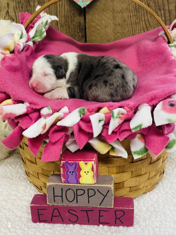 Tulip - Blue Merle – Australian Shepherd puppy for sale in Warrenton, MO