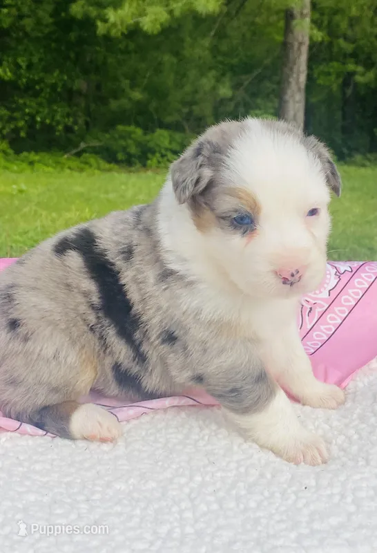 Tulip - Blue Merle blue eyes – Australian Shepherd puppy for sale in Warrenton, MO