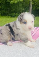 Tulip - Blue Merle blue eyes, a female Australian Shepherd for sale in Warrenton, MO – Photo 3 of 5