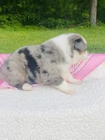 Tulip - Blue Merle blue eyes, a female Australian Shepherd for sale in Warrenton, MO – Photo 4 of 5