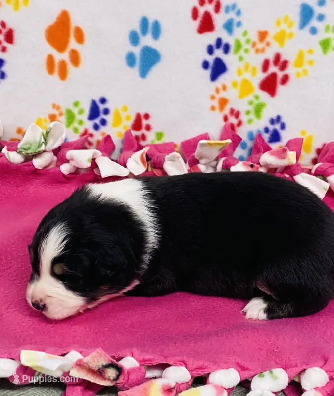 Monica - black tri  – Australian Shepherd puppy for sale in Warrenton, MO