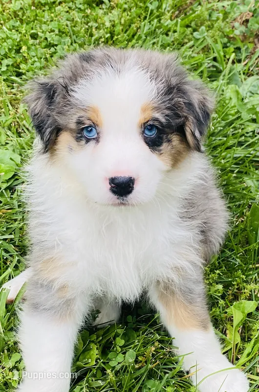 Lilac - Blue Merle blue eyes – Australian Shepherd puppy for sale in Warrenton, MO