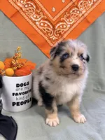 Justin- blue merle blue eyes , a male Australian Shepherd for sale in Warrenton, MO – 5 of 6