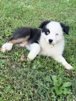 Joan - black tri blue eyes , a female Australian Shepherd for sale in Warrenton, MO – 4 of 7