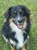Bruno - black tri male, a male Australian Shepherd for sale in Warrenton, MO – 4 of 6