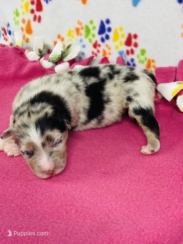 Janice - blue merle – Australian Shepherd puppy for sale in Warrenton, MO