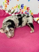 Janice - blue merle, a female Australian Shepherd for sale in Warrenton, MO – 1 of 5