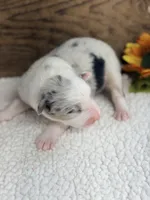 Ghost - Blue Merle Male , a male Australian Shepherd for sale in Warrenton, MO – 3 of 8