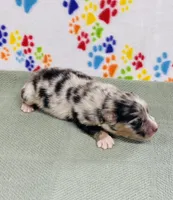 Justin - blue merle , a male Australian Shepherd for sale in Warrenton, MO – 4 of 5