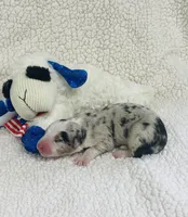 Rip - blue merle , a male Australian Shepherd for sale in Warrenton, MO – 3 of 10