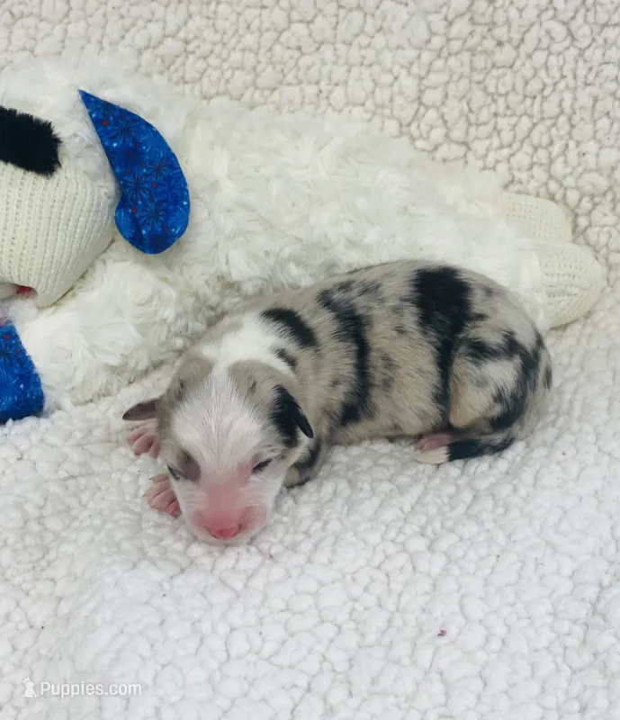Jamie - blue merle – Australian Shepherd puppy for sale in Warrenton, MO