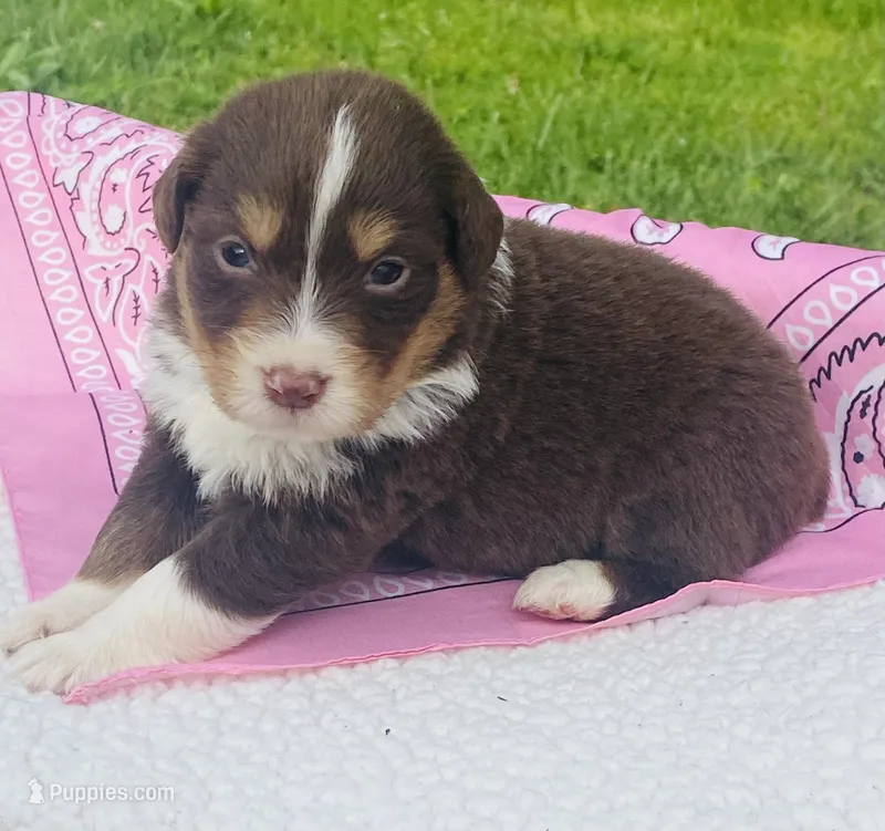 Rose -  Red Tri  – Australian Shepherd puppy for sale in Warrenton, MO