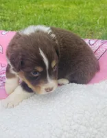 Rose -  Red Tri , a female Australian Shepherd for sale in Warrenton, MO – Photo 1 of 7