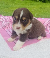 Rose -  Red Tri , a female Australian Shepherd for sale in Warrenton, MO – Photo 6 of 7