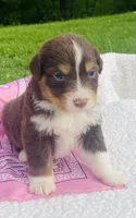 Rose -  Red Tri , a female Australian Shepherd for sale in Warrenton, MO – Photo 5 of 7