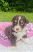 Rose -  Red Tri , a female Australian Shepherd for sale in Warrenton, MO – Photo 2 of 7