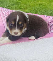 Rose -  Red Tri , a female Australian Shepherd for sale in Warrenton, MO – Photo 3 of 7