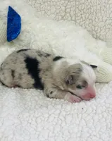 Jamie - blue merle, a male Australian Shepherd for sale in Warrenton, MO – 8 of 9