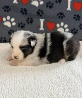 June - blue merle blue eyes, a female Australian Shepherd for sale in Warrenton, MO – 6 of 7