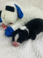 Monica - black tri , a female Australian Shepherd for sale in Warrenton, MO – 5 of 8