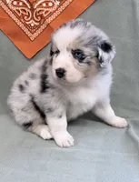 Jimi - blue merle blue eyes, a male Australian Shepherd for sale in Warrenton, MO – 4 of 6