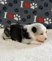 June - blue merle blue eyes, a female Australian Shepherd for sale in Warrenton, MO – 4 of 7