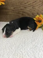 Candy - Black Tri Female , a female Australian Shepherd for sale in Warrenton, MO – 2 of 8