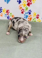 Justin - blue merle , a male Australian Shepherd for sale in Warrenton, MO – 3 of 5