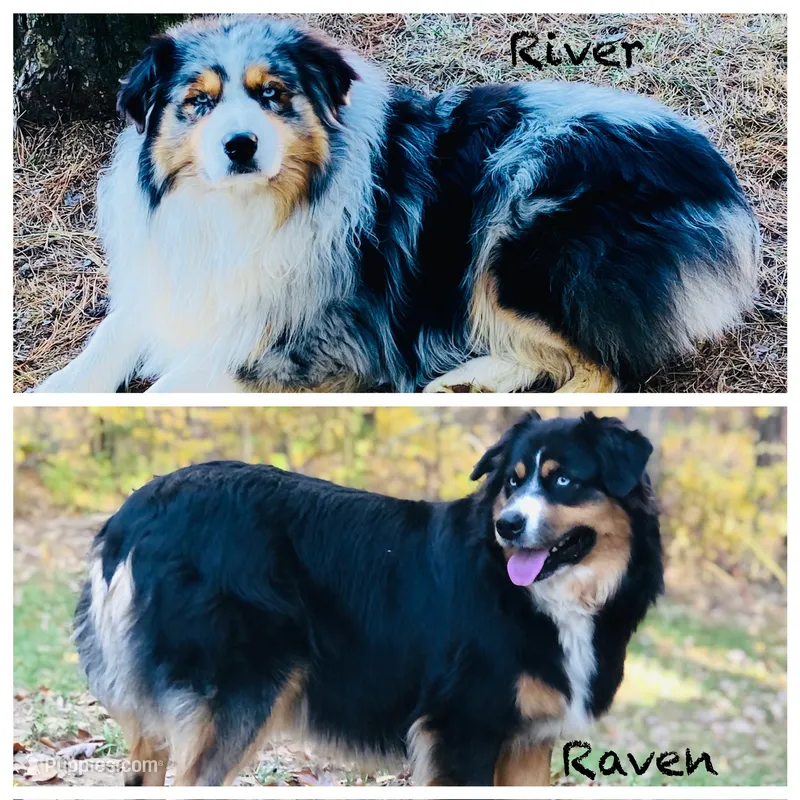 Jake - black tri bi-color eyes – Australian Shepherd puppy for sale in Warrenton, MO