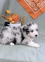 Jimi - blue merle blue eyes, a male Australian Shepherd for sale in Warrenton, MO – 2 of 6