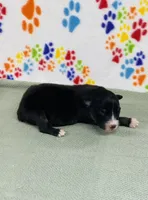 Jake - black tri, a male Australian Shepherd for sale in Warrenton, MO – 1 of 5