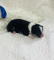 Monica - black tri , a female Australian Shepherd for sale in Warrenton, MO – 4 of 8