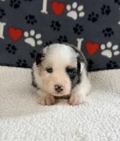 June - blue merle blue eyes, a female Australian Shepherd for sale in Warrenton, MO – 3 of 7