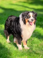 Upcoming litter , a  Australian Shepherd for sale in Warrenton, MO – 3 of 4
