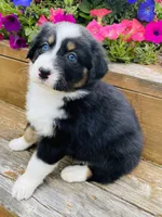 Peony Black Tri, blue eyes , a female Australian Shepherd for sale in Warrenton, MO – 4 of 6