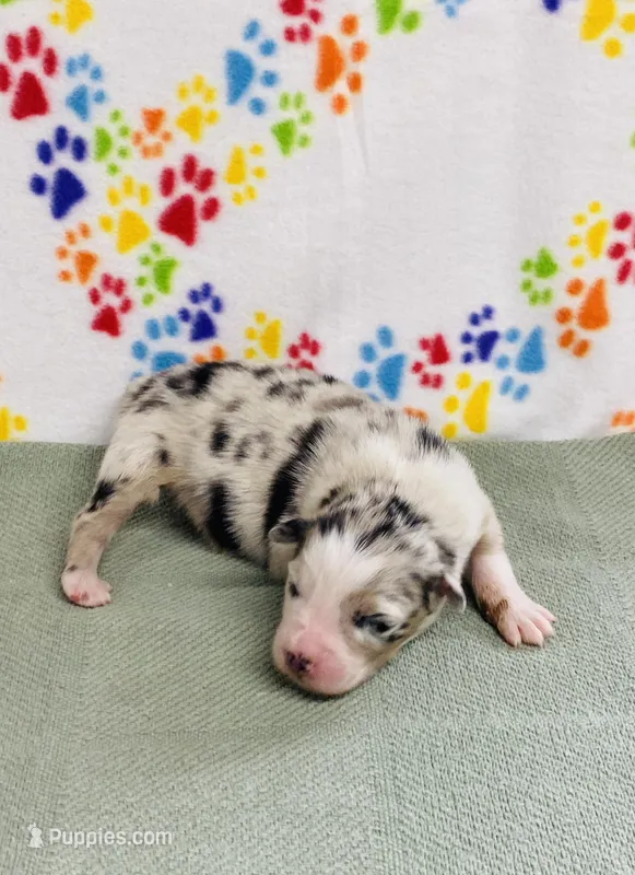 Jimi - blue merle – Australian Shepherd puppy for sale in Warrenton, MO