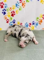 Jimi - blue merle, a male Australian Shepherd for sale in Warrenton, MO – 2 of 5