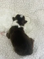 Beth - red tri, a female Australian Shepherd for sale in Warrenton, MO – 3 of 9