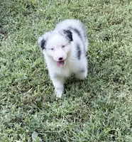 Jo Dee blue merle blue eyes, a female Australian Shepherd for sale in Warrenton, MO – 4 of 6
